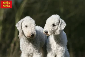 Read more about the article Bedlington Terrier breeders and puppies in Normandy