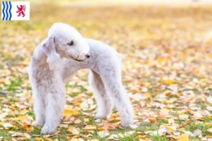 Read more about the article Bedlington Terrier breeders and puppies in Nouvelle-Aquitaine