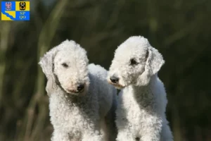 Read more about the article Bedlington Terrier breeders and puppies in Olomouc
