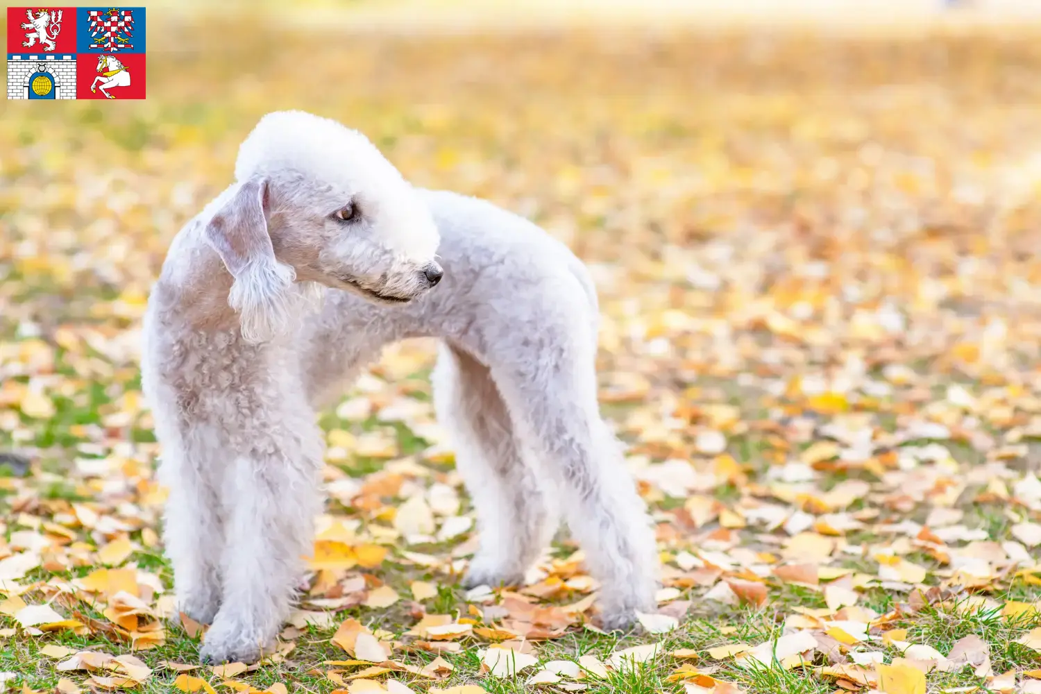 Read more about the article Bedlington Terrier breeders and puppies in Pardubice