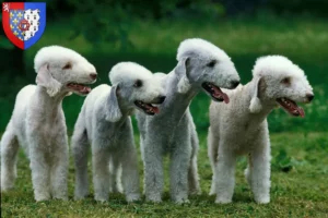 Read more about the article Bedlington Terrier breeders and puppies in Pays de la Loire