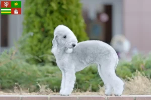 Read more about the article Bedlington Terrier breeders and puppies in Pilsen