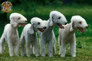 Read more about the article Bedlington Terrier breeders and puppies in Prague