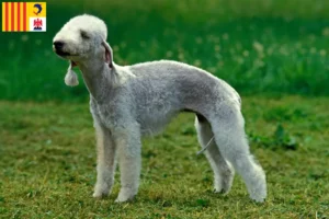Read more about the article Bedlington Terrier breeders and puppies in Provence-Alpes-Côte d’Azur