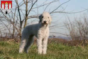 Read more about the article Bedlington Terrier breeders and puppies in Salzburg
