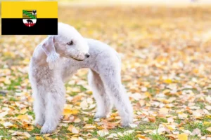 Read more about the article Bedlington Terrier breeders and puppies in Saxony-Anhalt