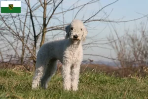 Read more about the article Bedlington Terrier breeders and puppies in Saxony