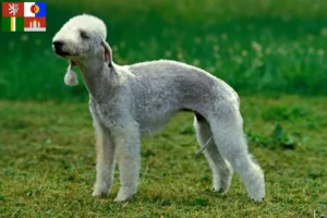 Read more about the article Bedlington Terrier breeders and puppies in South Bohemia