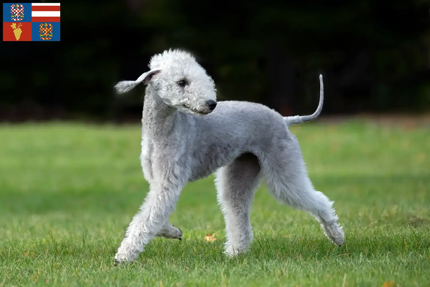 Read more about the article Bedlington Terrier breeders and puppies in South Moravia