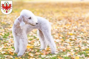 Read more about the article Bedlington Terrier breeders and puppies in Tyrol