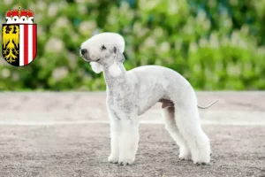 Read more about the article Bedlington Terrier breeders and puppies in Upper Austria