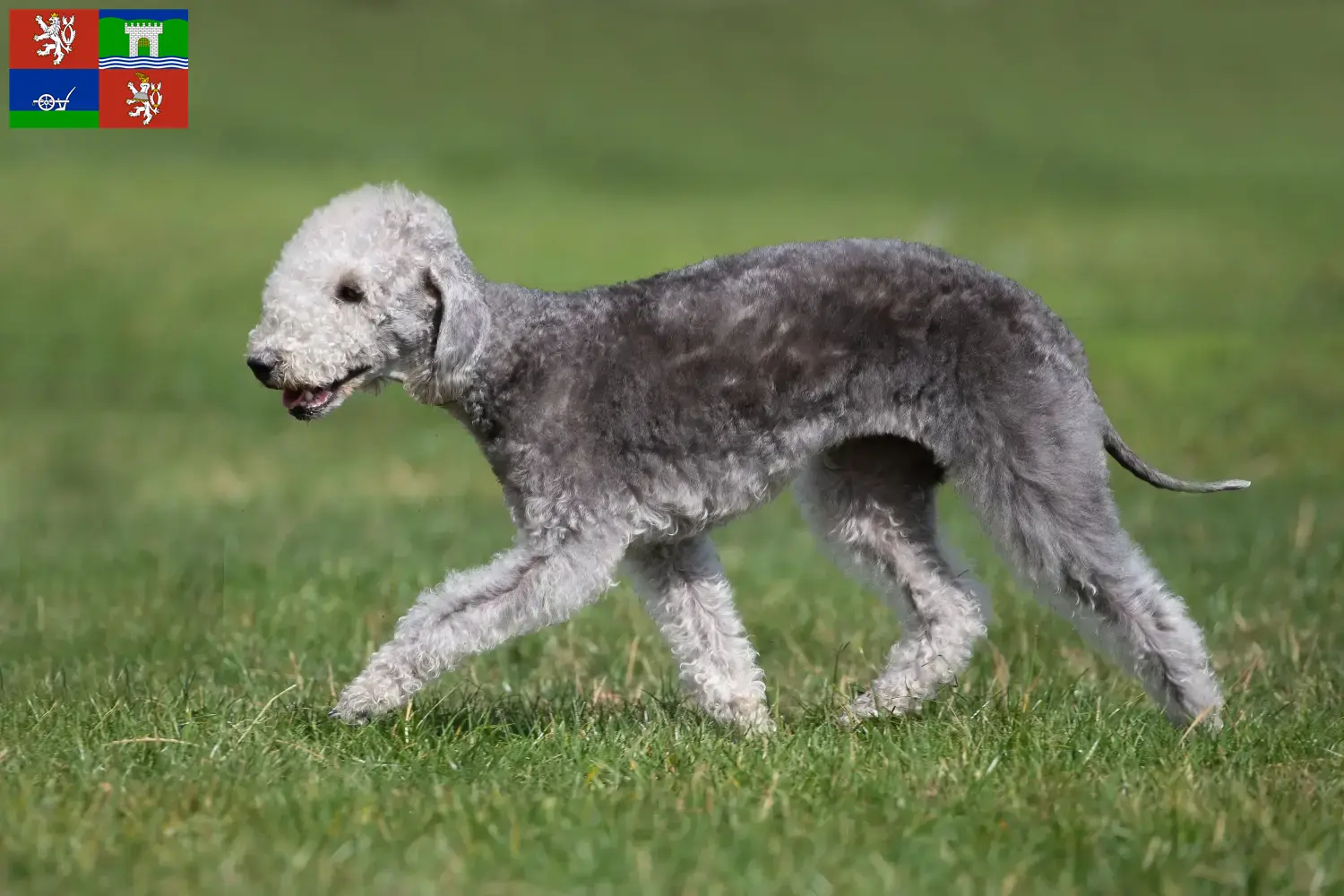 Read more about the article Bedlington Terrier breeders and puppies in Ústí