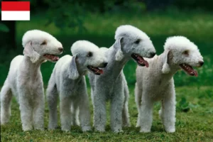 Read more about the article Bedlington Terrier breeders and puppies in Vienna