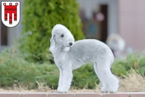 Read more about the article Bedlington Terrier breeders and puppies in Vorarlberg