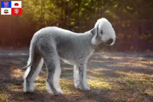 Read more about the article Bedlington Terrier breeders and puppies in Vysočina