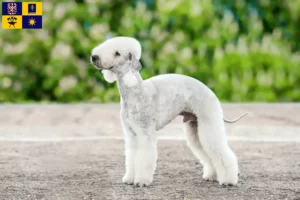 Read more about the article Bedlington Terrier breeders and puppies in Zlín