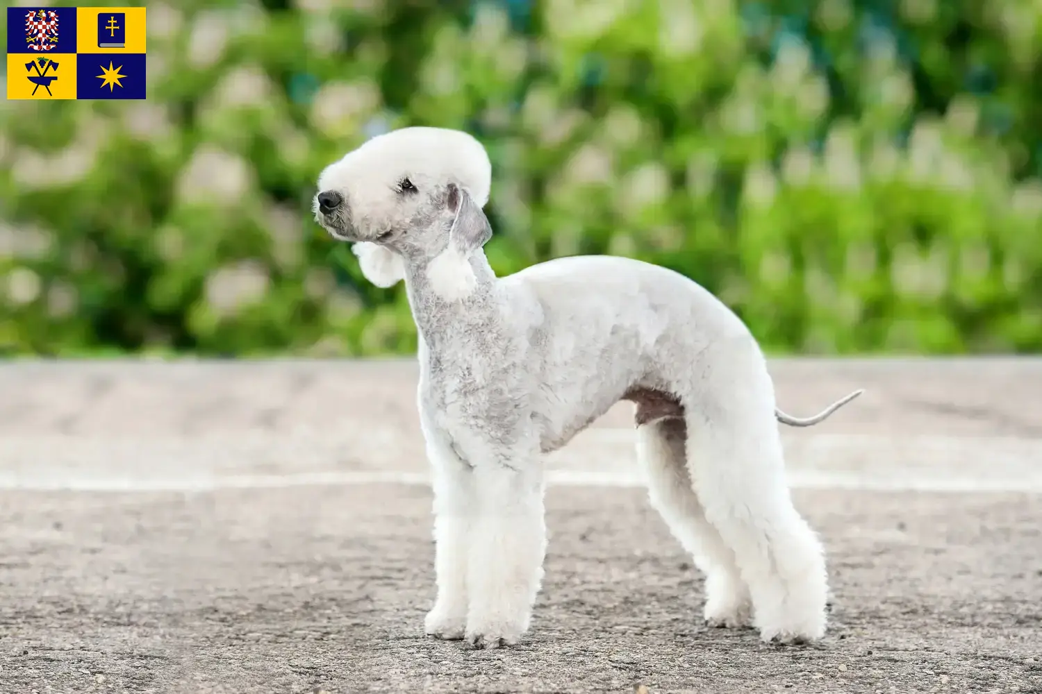 Read more about the article Bedlington Terrier breeders and puppies in Zlín