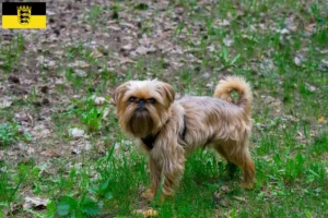 Read more about the article Belgian Dwarf Griffon breeders and puppies in Baden-Württemberg