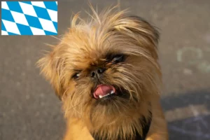 Read more about the article Belgian Dwarf Griffon breeders and puppies in Bavaria