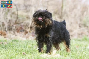 Read more about the article Belgian Dwarf Griffon breeders and puppies in Bourgogne-Franche-Comté