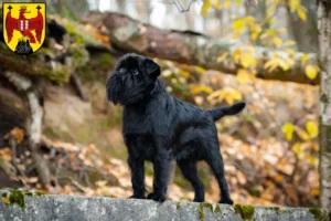 Read more about the article Belgian Dwarf Griffon breeder and puppies in Burgenland