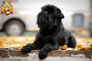 Read more about the article Belgian Dwarf Griffon breeder and puppies in Carinthia