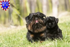 Read more about the article Belgian Dwarf Griffon breeder and puppies in Centre-Val de Loire