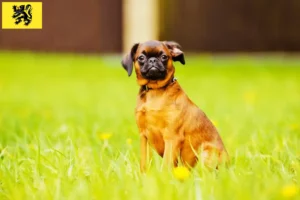 Read more about the article Belgian Dwarf Griffon breeders and puppies in Flanders