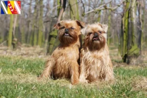 Read more about the article Belgian Dwarf Griffon breeder and puppies in Grand Est