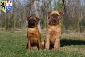 Read more about the article Belgian Dwarf Griffon breeder and puppies in Hauts-de-France