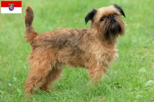 Read more about the article Belgian Dwarf Griffon breeders and puppies in Hesse