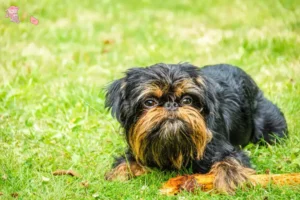Read more about the article Belgian Dwarf Griffon breeder and puppies in Hovedstaden