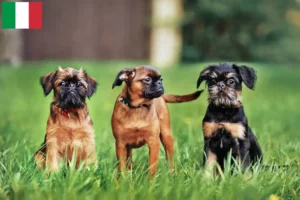 Read more about the article Belgian Dwarf Griffon breeders and puppies in Italy