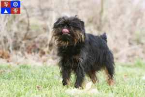 Read more about the article Belgian Dwarf Griffon breeder and puppies in Liberec