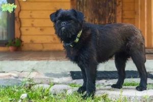 Read more about the article Belgian Dwarf Griffon breeder and puppies in Midtjylland