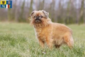 Read more about the article Belgian Dwarf Griffon breeder and puppies in Moravia-Silesia