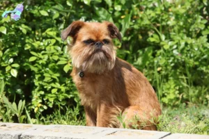 Read more about the article Belgian Dwarf Griffon breeder and puppies in North Jutland