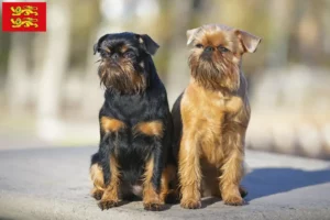 Read more about the article Belgian Dwarf Griffon breeder and puppies in Normandy
