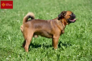 Read more about the article Belgian Dwarf Griffon breeder and puppies in Occitania