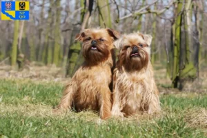Read more about the article Belgian Dwarf Griffon breeder and puppies in Olomouc