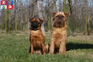Read more about the article Belgian Dwarf Griffon breeder and puppies in Pardubice