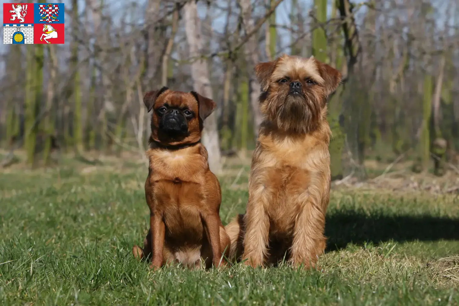 Read more about the article Belgian Dwarf Griffon breeder and puppies in Pardubice