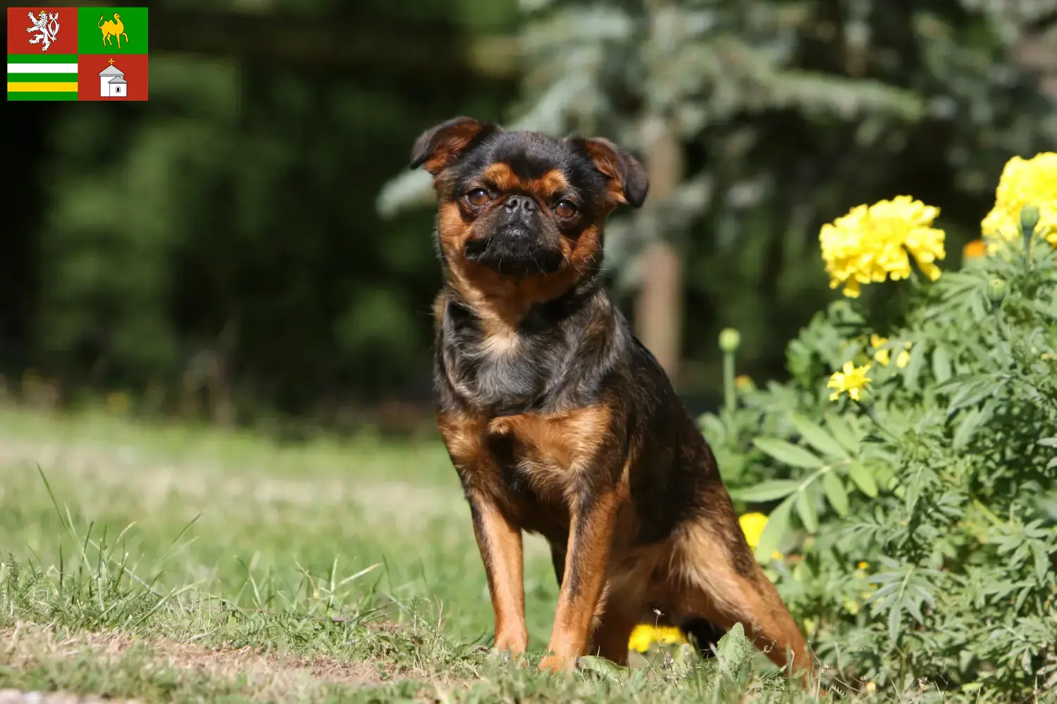 Read more about the article Belgian Dwarf Griffon breeder and puppies in Pilsen