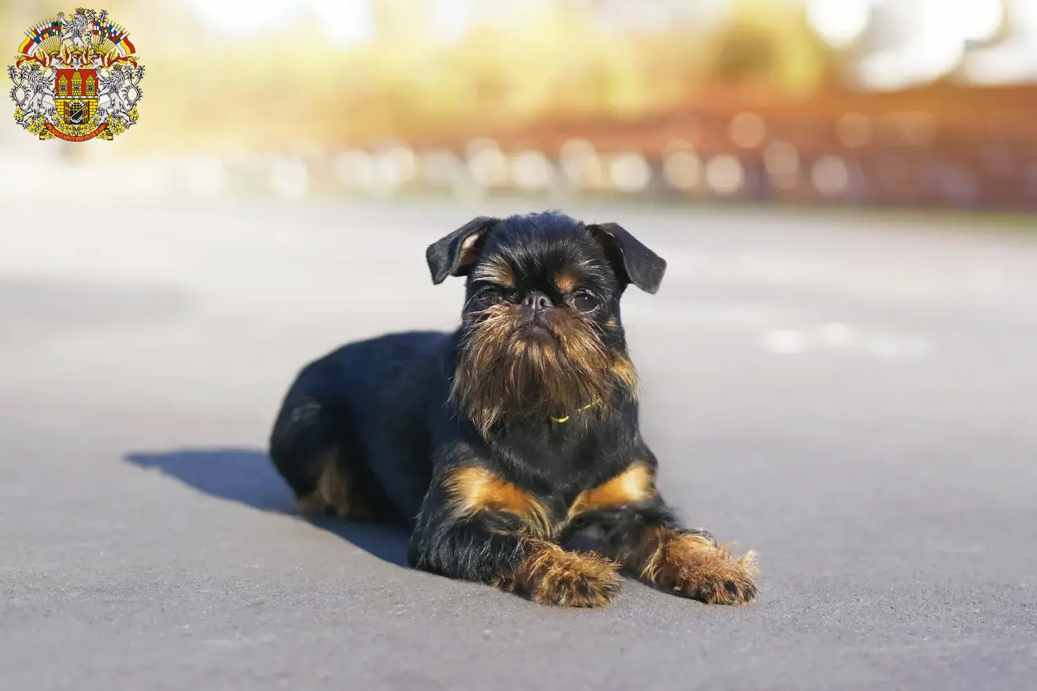 Read more about the article Belgian Dwarf Griffon breeder and puppies in Prague