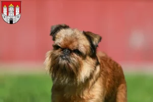 Read more about the article Belgian Dwarf Griffon breeder and puppies in Salzburg