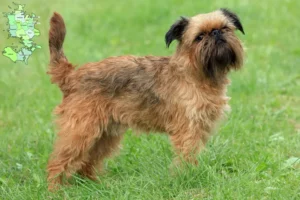 Read more about the article Belgian Dwarf Griffon breeder and puppies in Sjælland