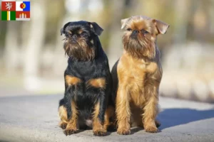 Read more about the article Belgian Dwarf Griffon breeder and puppies in South Bohemia