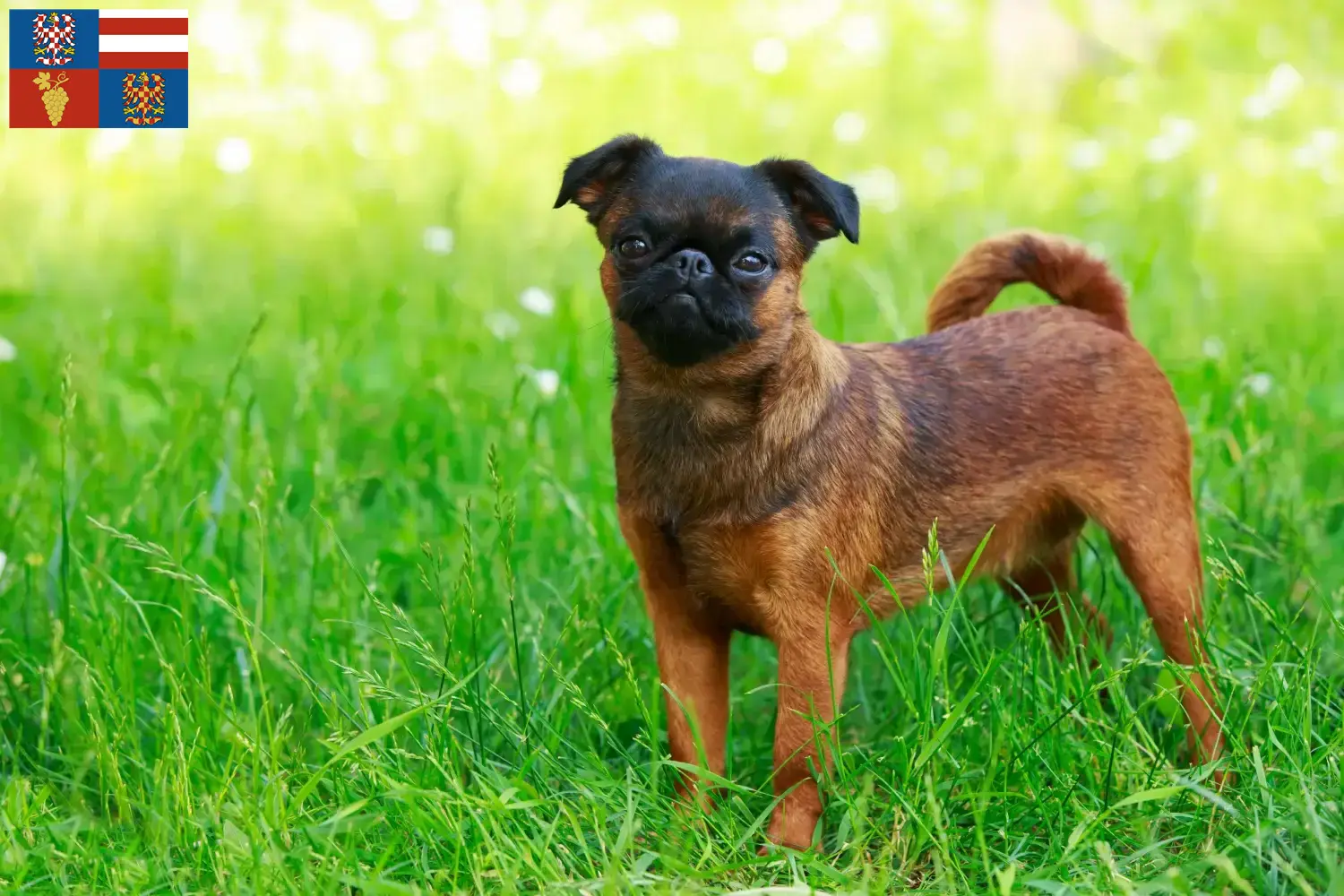Read more about the article Belgian Dwarf Griffon breeder and puppies in South Moravia
