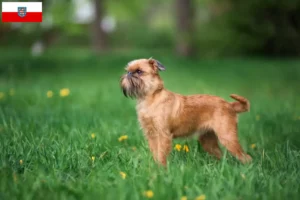 Read more about the article Belgian Dwarf Griffon breeder and puppies in Thuringia