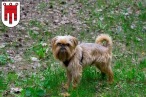 Read more about the article Belgian Dwarf Griffon breeder and puppies in Vorarlberg